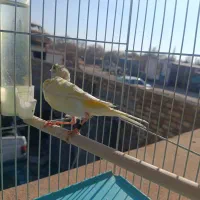 قناری ماده زرد و سفید|پرنده|قزوین, |دیوار