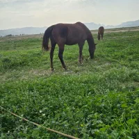 اسب|اسب و تجهیزات اسب‌سواری|لار, |دیوار