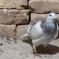 ۲عدد کبوتر|پرنده|قزوین, |دیوار