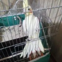 جفت عروس هلندی لوتینو با قفس