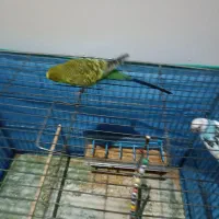 مرغ عشق|پرنده|ابهر, |دیوار