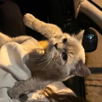 گریه پرشین هیمالین خیلی خوشگل