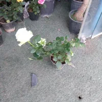 رز هلندی|گل و گیاه طبیعی|شیراز, ریاستی|دیوار