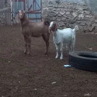 بزنژدی|حیوانات مزرعه|بروجرد, |دیوار