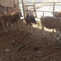فروش گوساله نر
