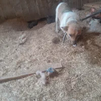 سگ پاکوتاه ماده