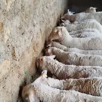 میش رومن
