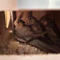 عروس هلندی نرو ماده|پرنده|مشکیندشت, |دیوار