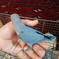 دو عدد کوتوله تازه دون خور شده|پرنده|شهرکرد, |دیوار