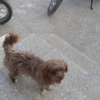 توله  پا کوتاه
