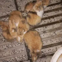 بچه خرگوش|موش و خرگوش|کردکوی, |دیوار