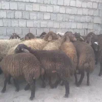 گوسفند داشتی با بره|حیوانات مزرعه|سنندج, |دیوار