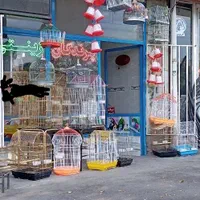 خرید فروش انواع پرندگان زینتی