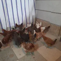 مرغ بومی تخم گذار|حیوانات مزرعه|قهدریجان, |دیوار