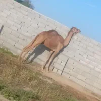 یک نفر شتر نر دوسال نیم