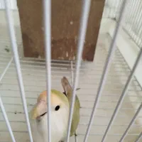 جفت برزیلی بالغ|پرنده|اصفهان, شفق|دیوار