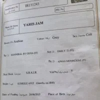 عرب دوسروارداتی|اسب و تجهیزات اسبسواری|صباشهر, |دیوار