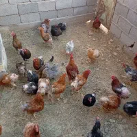 مرغ دونه ای 2500000تومان