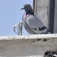کفتر چاهی ۱۰۰تومن