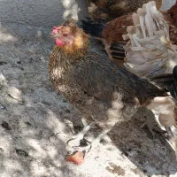 مرغ محلی اصل|حیوانات مزرعه|بیستون, |دیوار