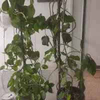 شاگرد.جوشکار.