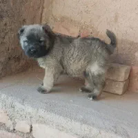 توله سرابی اصیل|سگ|بیرجند, |دیوار