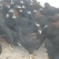 دوتک جوجه|حیوانات مزرعه|نجف‌آباد, هفده شهریور|دیوار