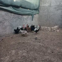 مرغ و و جوجه گلین|حیوانات مزرعه|ورامین, قويينک زهری|دیوار