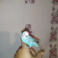 یک‌جفت مرغ عشق|پرنده|رزن, |دیوار