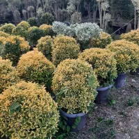 درختچه فضای باز لاوسون ، یاس هلندی ،فیتونیا،شمشاد|خدمات باغبانی و درختکاری|رشت, پیرکلاچای|دیوار