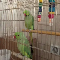 طوطی ملنگو|پرنده|زنجان, |دیوار