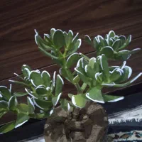 گل ملک|فروش آپارتمان|بروجرد, |دیوار