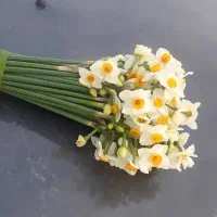 گل نرگس|گل و گیاه طبیعی|قائم‌شهر, |دیوار