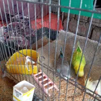 مرغ عشق|پرنده|آبدانان, |دیوار