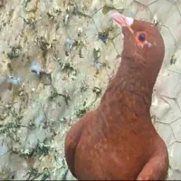 نر مینا سرخ