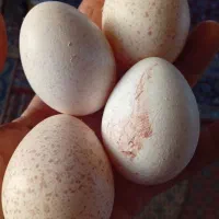 تخم بوقلمون نطفه دار