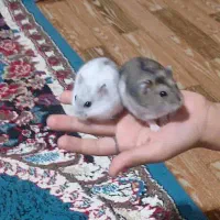 همبستر معاوضه