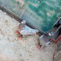 کبوتر