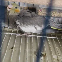 عروس هلندی جوجه|پرنده|بند زرک, |دیوار