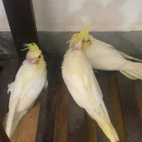 عروس هلندی|پرنده|گنبد کاووس, |دیوار