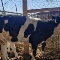 گاو گوساله|حیوانات مزرعه|گنبد کاووس, |دیوار