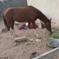 مادیان درجه یک