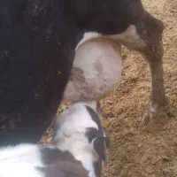 گوساله نر سینمینتال|حیوانات مزرعه|بجنورد, |دیوار