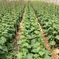 کار در گلخانه خیار|استخدام صنعتی، فنی، مهندسی|خسروشاه, |دیوار