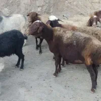 ۵ تا بره و ۲ تا بز و ۶ تا میش