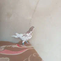 چپ‌ سرخ گلدار