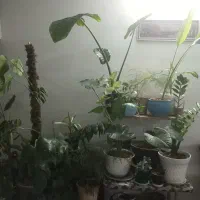 انواع گلهای زیبا|گل و گیاه طبیعی|شاهرود, |دیوار