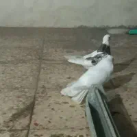 کبوتر رنگی|حیوانات|امیدیه, |دیوار