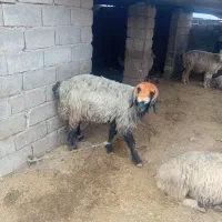 شیشک تخمی داشتی|حیوانات مزرعه|گتوند, |دیوار