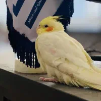 عروس هلندی گمشده|حیوانات|مشهد, شهید فرامرز عباسی|دیوار